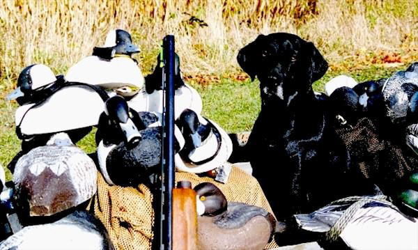 Murphy with Willy's Hand Carved Decoys is READY to Hunt! - 1999